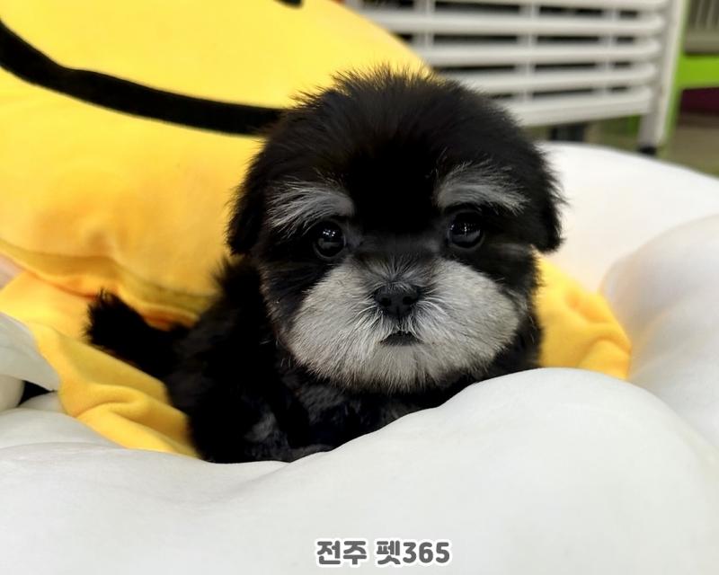 말티슈 (곶감이)