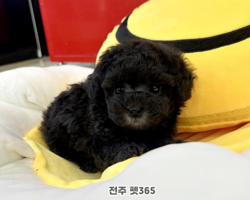 토이 실버푸들 (조이)