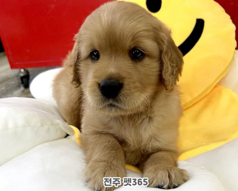 골든 리트리버 (구마)