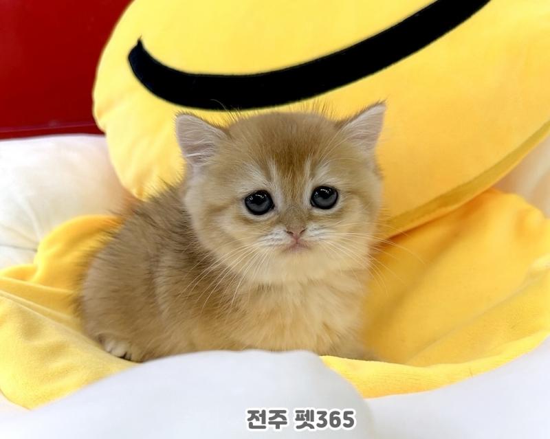 골드 브리티쉬숏헤어 (낑깡이)