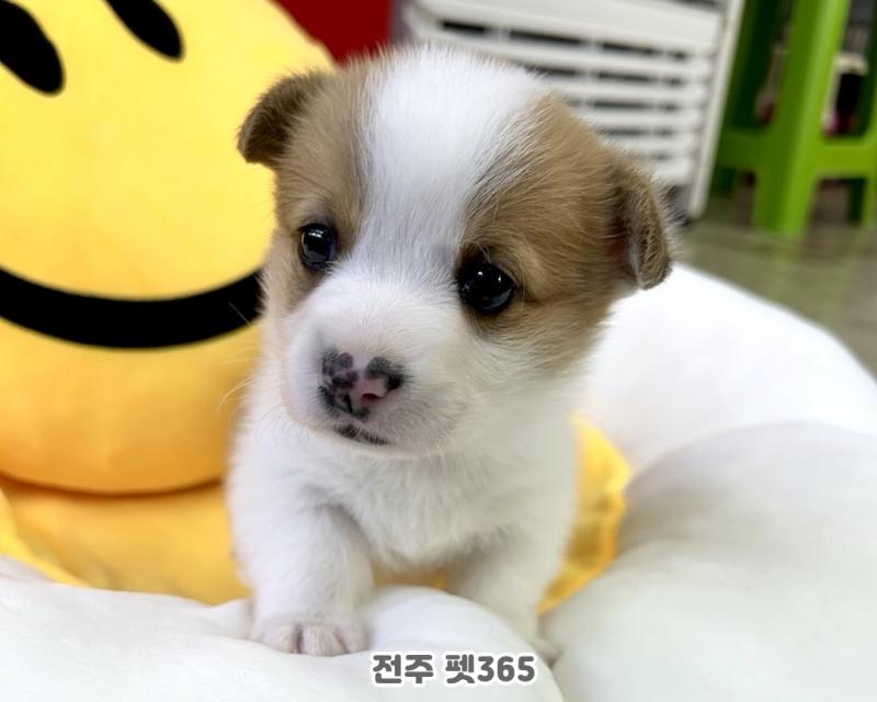 웰시코기 (몽땅이)