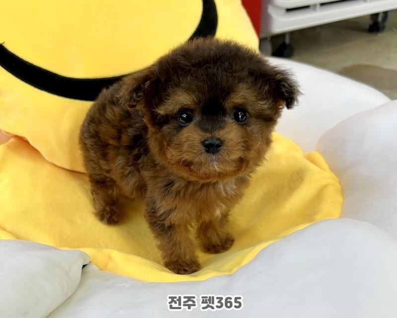 초코탄 말티푸 (콜라)