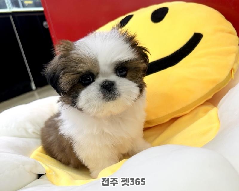 시츄 (솔이)