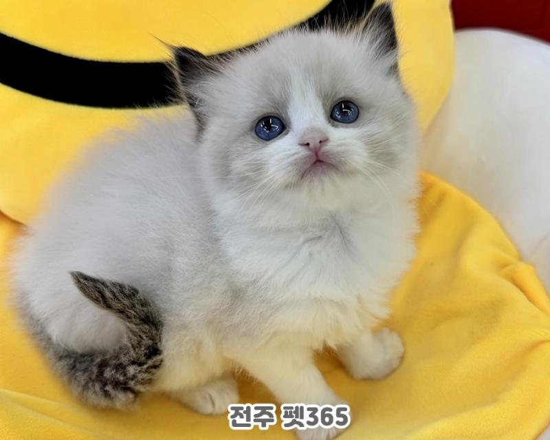 랙돌 (하리)
