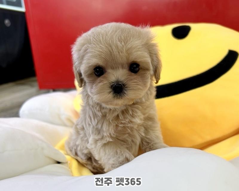 말티푸 (뽀또)