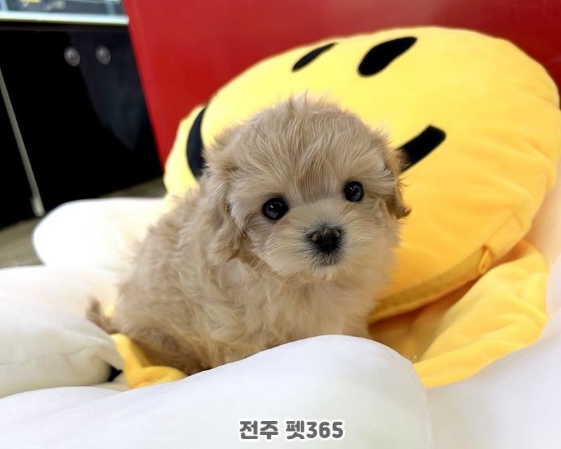 말티푸 (아롱이)