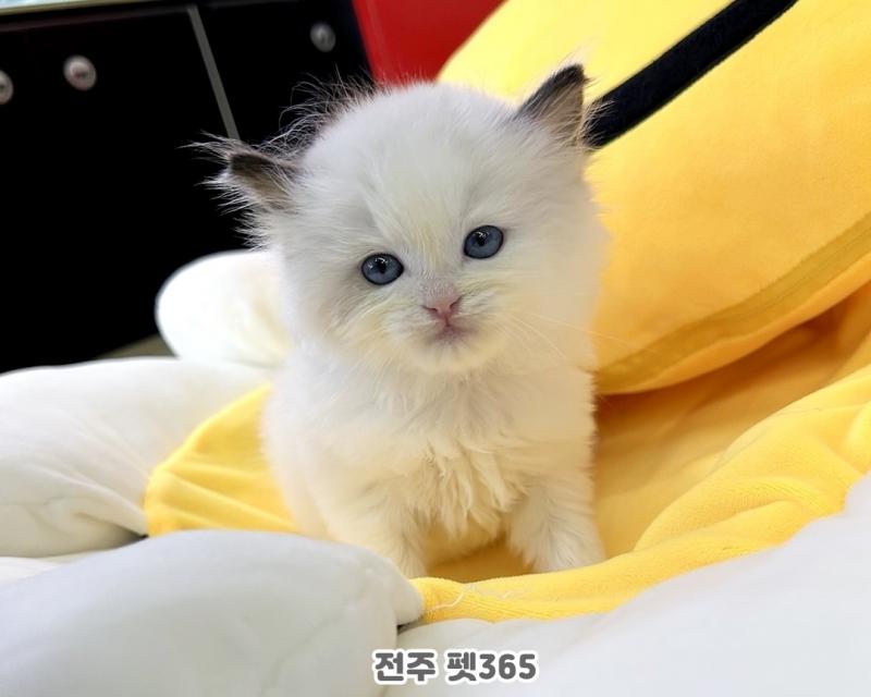 랙돌 (아리)