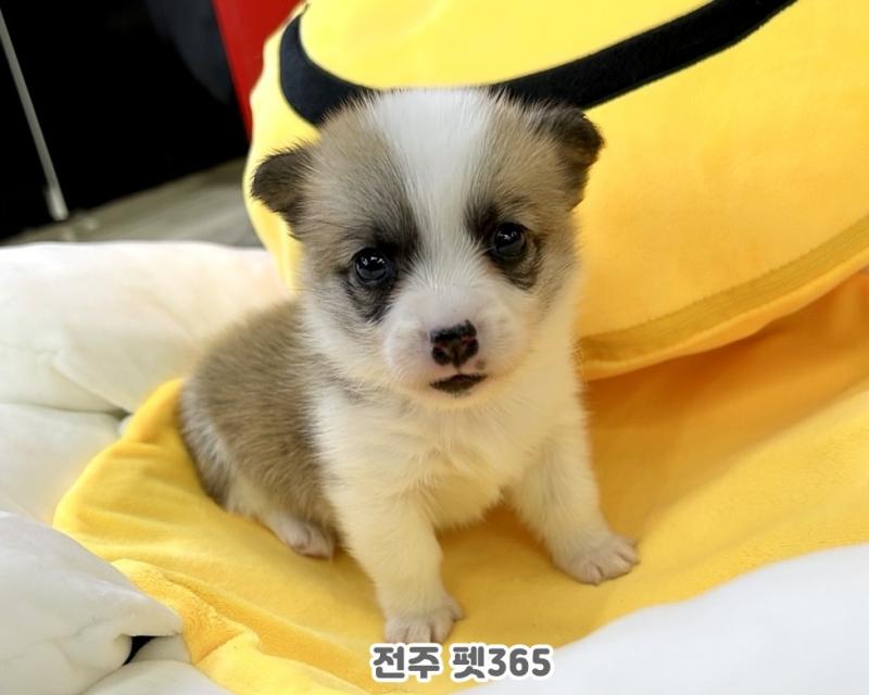 웰시코기 (쪼꼬미)