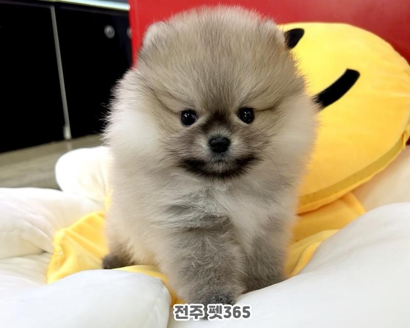 세이블 포메라니안 (바니)