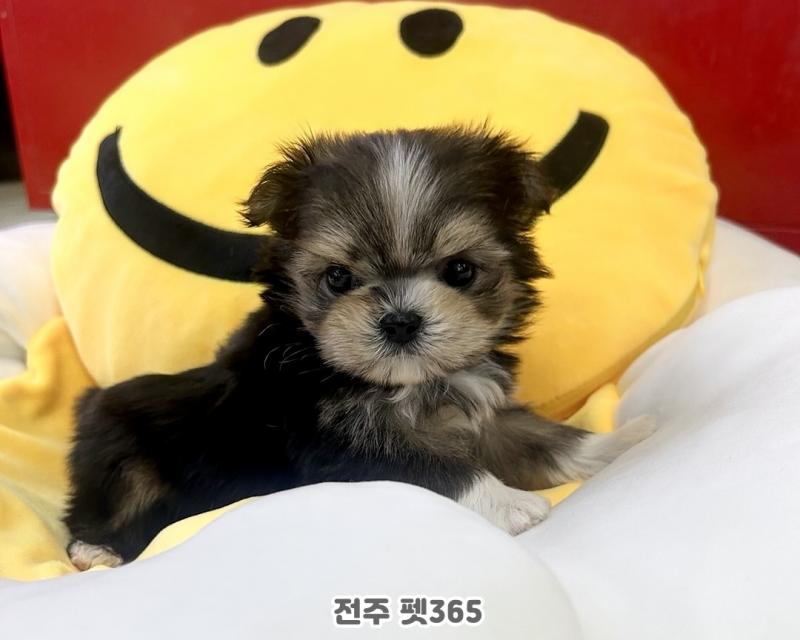 몰키 (루나)