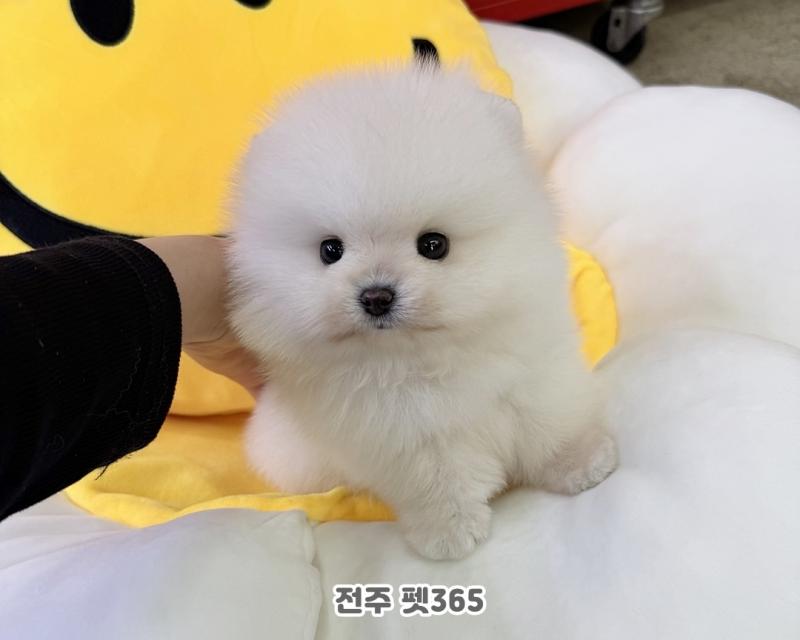 포메라니안 (곰두리)