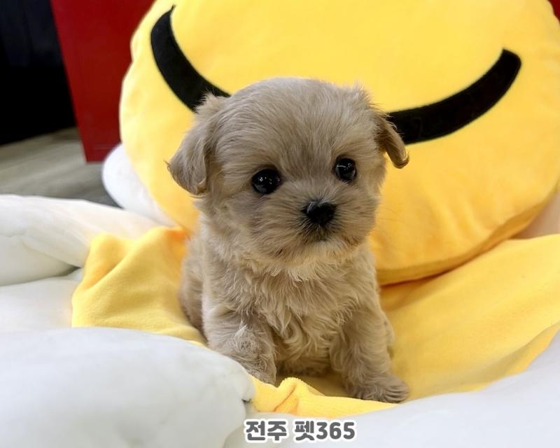 말티푸 (쫑이)