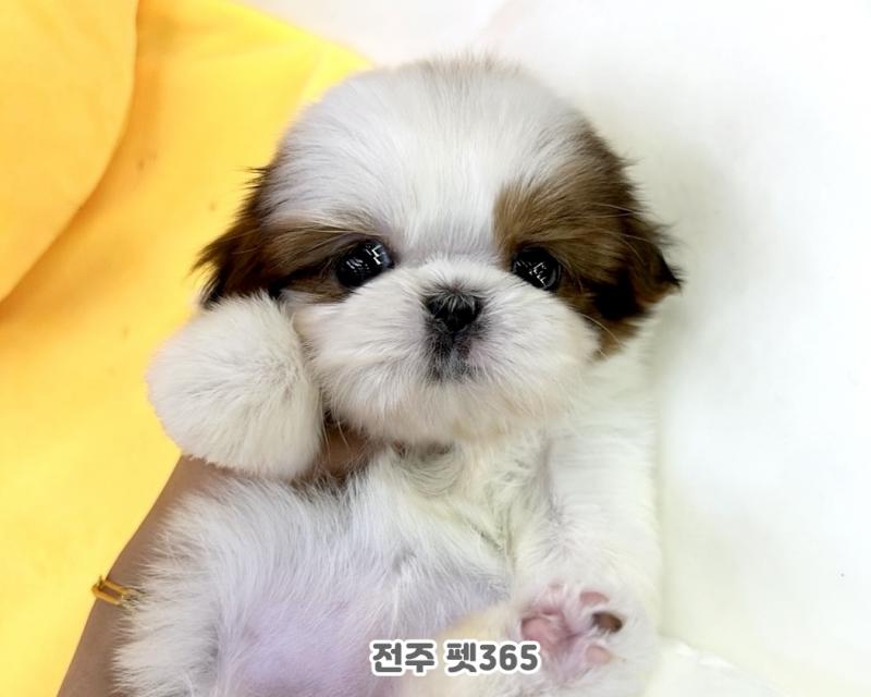 시츄 (콩지)
