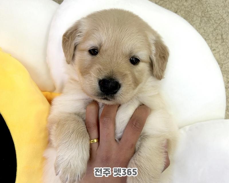 골든 리트리버 (절미)