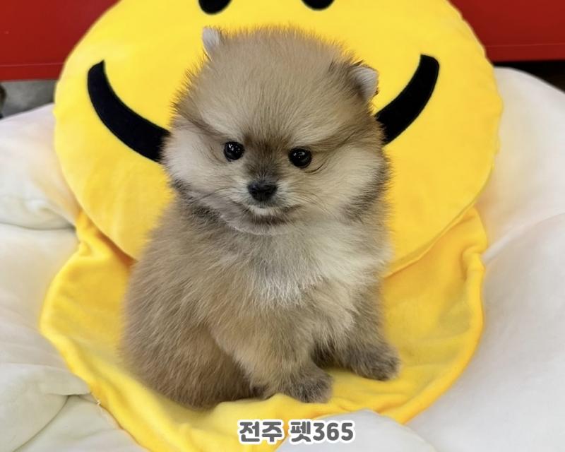 포메라니안 (쿠니)