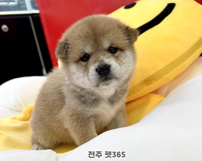 시바이누 (빵실이)
