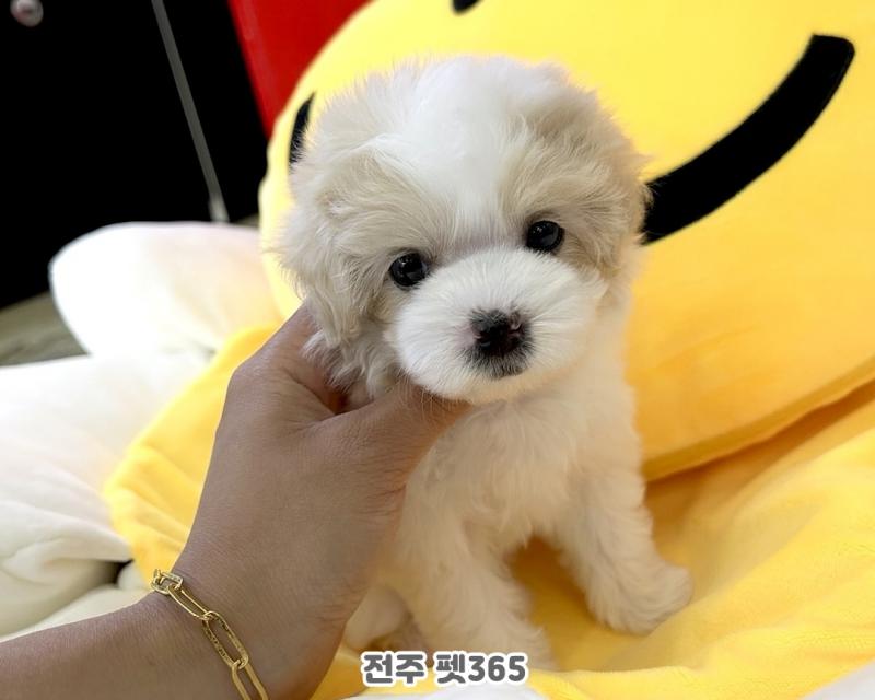 파티 말티푸 (라떼)