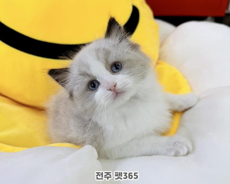 랙돌 (쁜이)